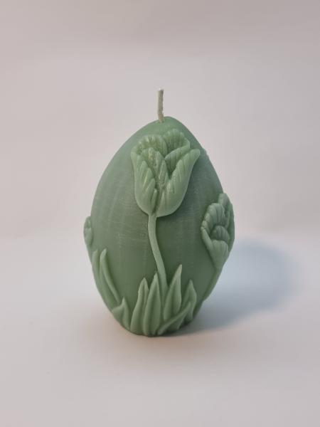 Tulpe grün